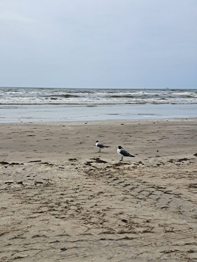 Laughing Gulls on Whitecap Beach, North Padre Island, Corpus Christi, Texas