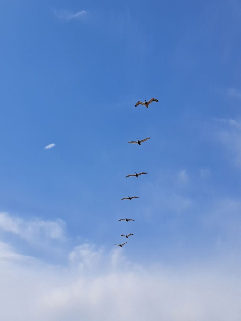 A squadron (flight) of brown pelicans at Whitecap beach.