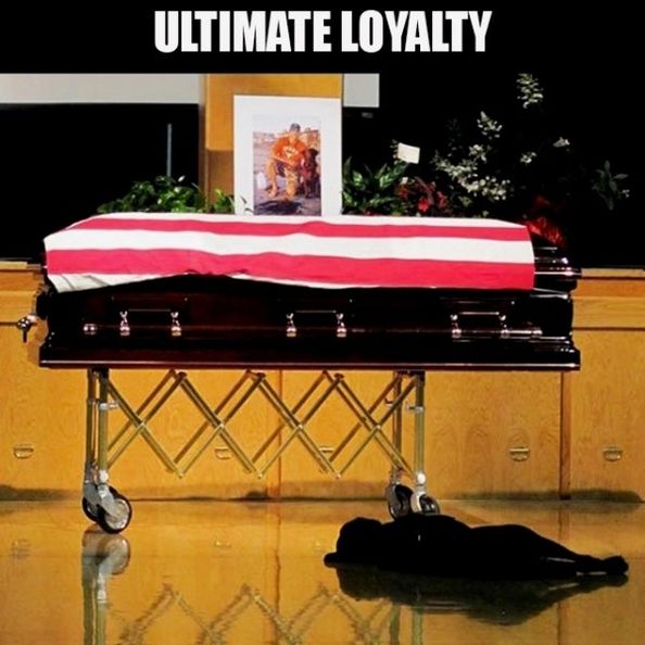 Dog lying in front of the casket of Navy SEAL Jon Tumilson.